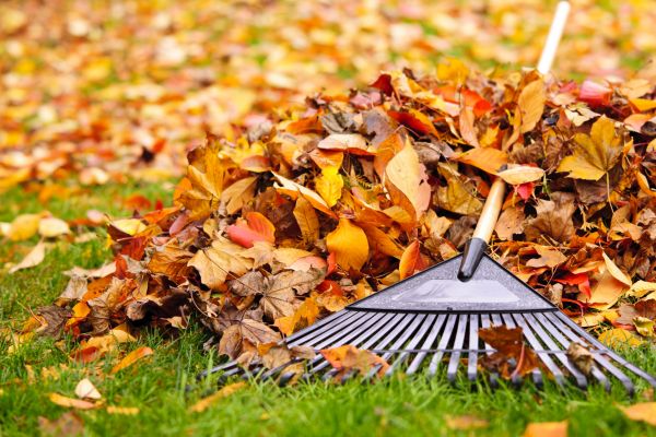 Fall Lawn Cleanup Service in San Bernardino