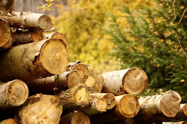 Wood Pile Removal in San Bernardino