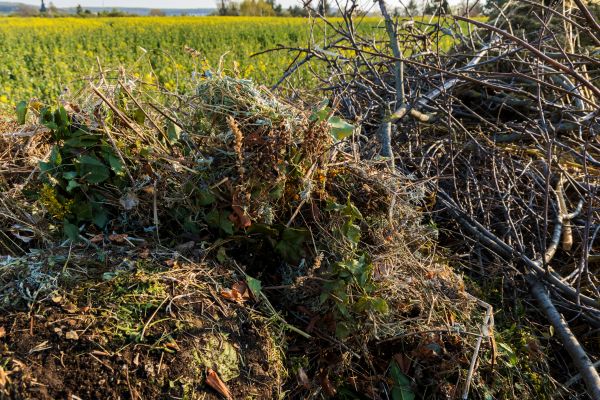 Brush Disposal in San Bernardino