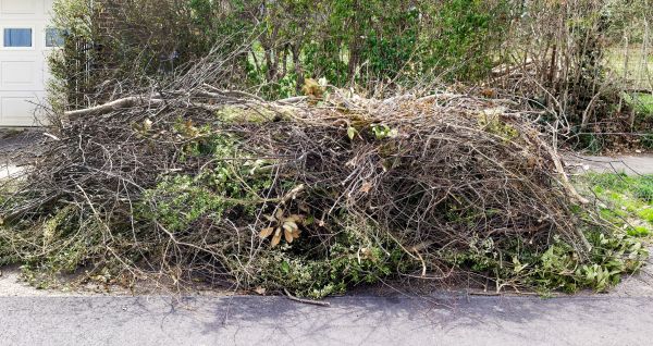 Tree Limb Cleanup in San Bernardino