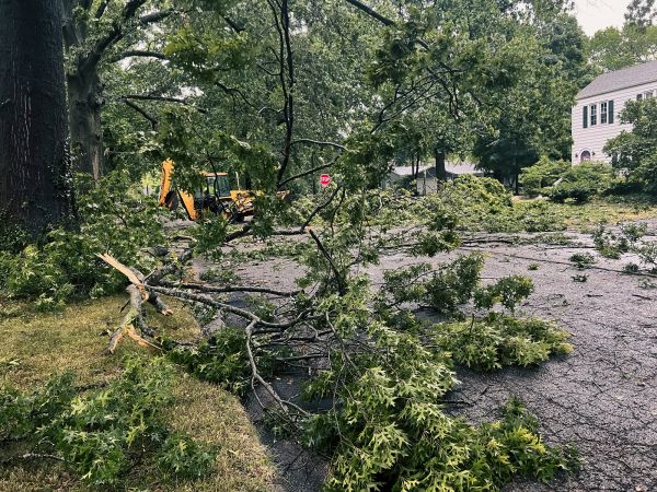 Tree Branch Disposal in San Bernardino