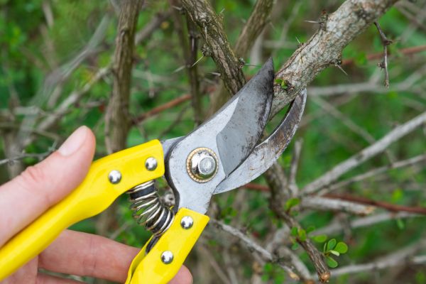 Limbs Removal in San Bernardino