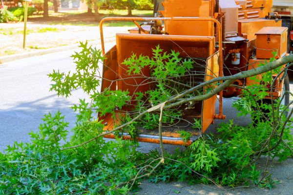 Tree Branches Removal in San Bernardino