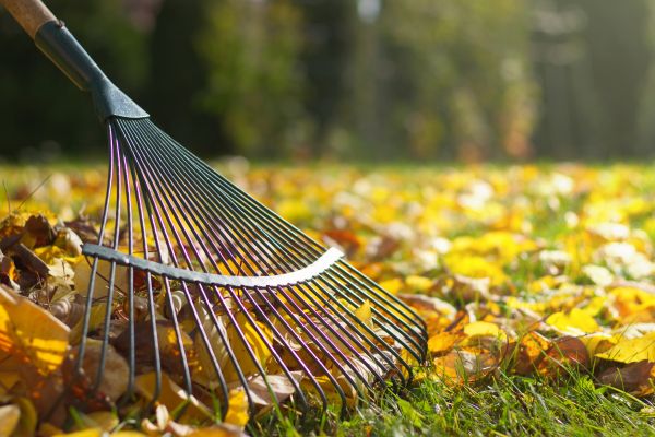 Lawn Raking Service in San Bernardino