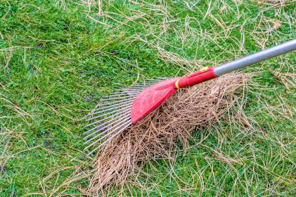 Yard Raking in San Bernardino
