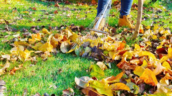 Autumn Leaf Removal in San Bernardino