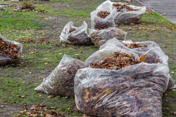 Leaf Pile Disposal in San Bernardino