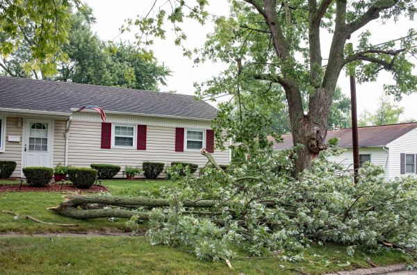 Fallen Branch Removal in San Bernardino