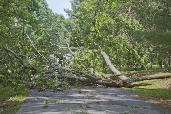 Tree Debris Removal in San Bernardino